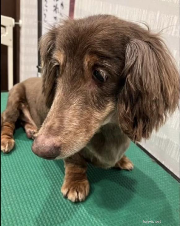 犬の里親募集】山口県・ミニチュアダックスフンド(ロング)・保護犬