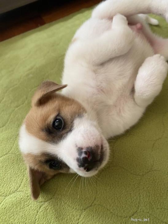 犬の里親募集】山口県・雑種・人馴れ◎1.5ヶ月位♂なかちゃん・保護犬