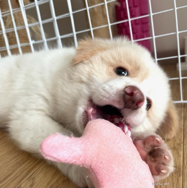 犬の里親募集 山口県 雑種 保健所からレスキューした子犬 モフモフ さーちゃん Id 26 012 ハグー みんなのペット里親情報