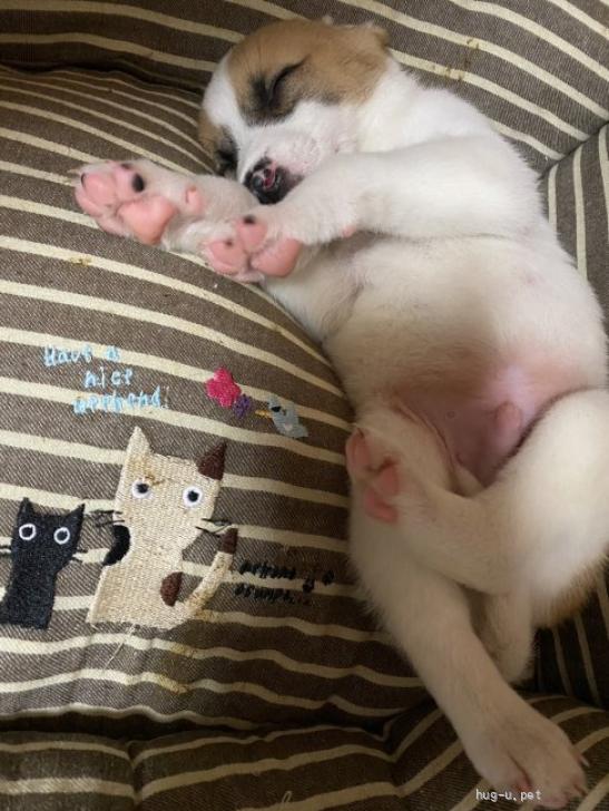 犬の里親募集】山口県・雑種・人馴れ◎1.5ヶ月位♂なかちゃん・保護犬