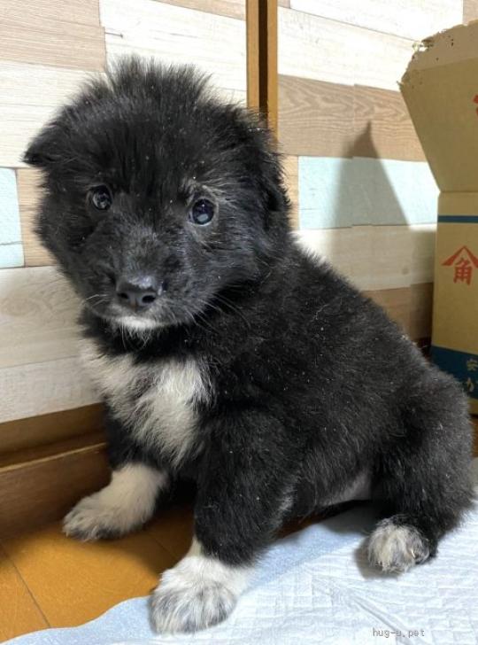 犬の里親募集】山口県・雑種・ふわふさニコちゃん♀保健所レスキュー