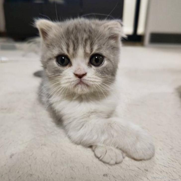 猫の里親募集】埼玉県・フォールデックス・フォールデックスのヤンチャ