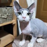 デボンレックス