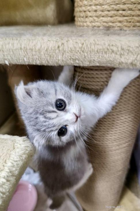 (ΦωΦ)(ΦωΦ)猫ネコねこ(ΦωΦ)♥里親様募集♥(=^・・^=)♥ 猫の里親募集】埼玉県・フォールデックス・フォールデックスのヤンチャ