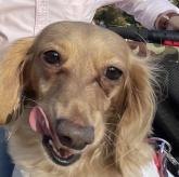 ミニチュアダックスフンド(ロング)