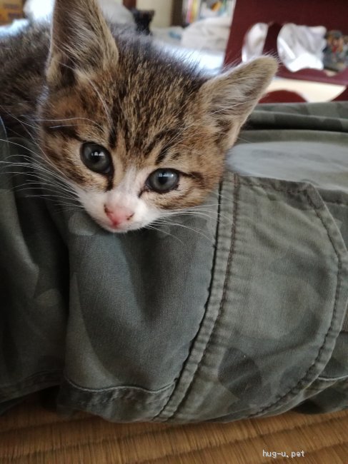 猫の里親募集 福岡県 雑種 子猫 生後3ヶ月 ハグー みんなのペット里親情報 Id 1905 000