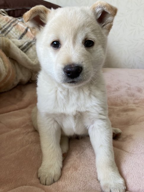 犬の里親募集】岡山県・雑種・しーくん里親さま決定しました。（ID