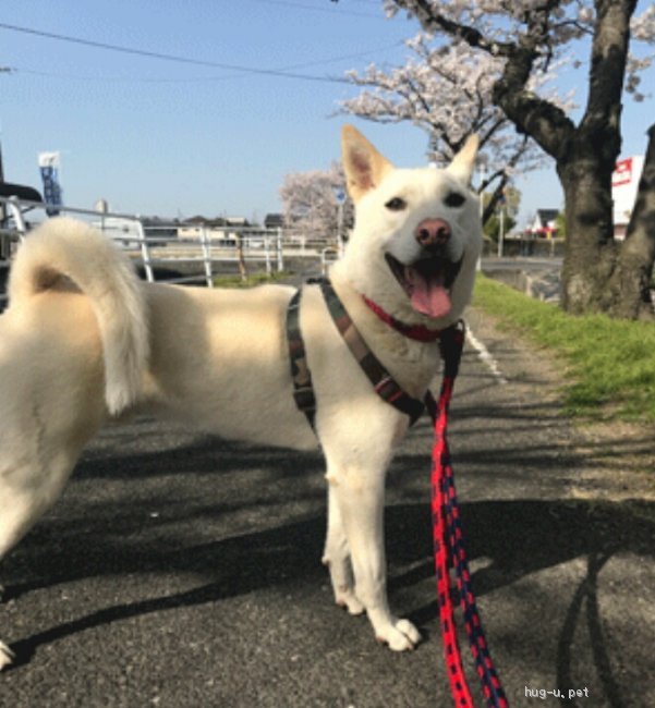 中型犬の里親募集一覧 ハグー みんなのペット里親情報