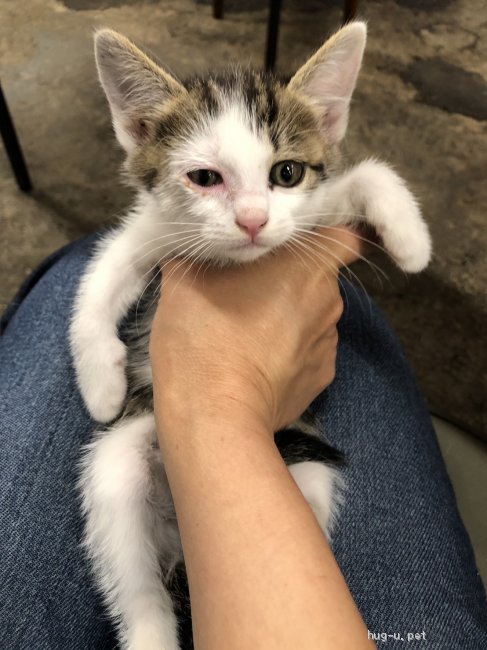 猫の里親募集 岡山県 雑種 ゆうちゃん里親さま決定しました Id 06 ハグー みんなのペット里親情報