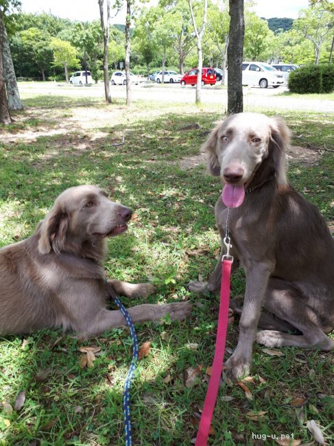 犬の里親募集 兵庫県 ワイマラナー ワイマラナーのロングです ハグー みんなのペット里親情報 Id 1809 001