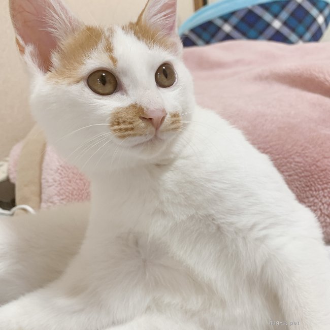 猫の里親募集】東京都・雑種・ぐるぐるにゃーんの甘えんぼ！三日月くん