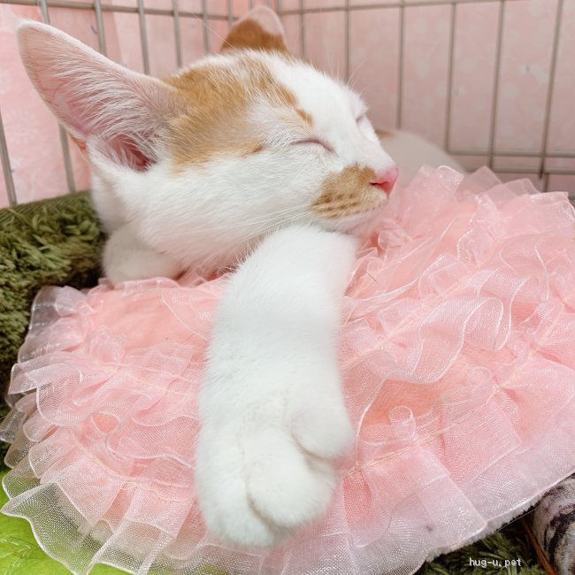 猫の里親募集】東京都・雑種・ぐるぐるにゃーんの甘えんぼ！三日月くん