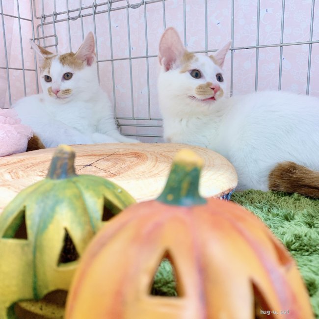 猫の里親募集】東京都・雑種・ぐるぐるにゃーんの甘えんぼ！三日月くん