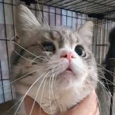 スコティッシュフォールド