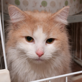 ノルウェージャンフォレストキャット