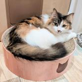 雑種