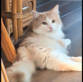ノルウェージャンフォレストキャット