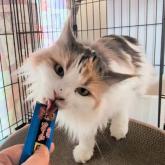 ノルウェージャンフォレストキャット