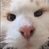 ノルウェージャンフォレストキャット