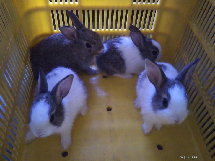 小動物の里親募集 鹿児島県 ウサギ 可愛いシロ子ウサギ ハグー みんなのペット里親情報 Id 07