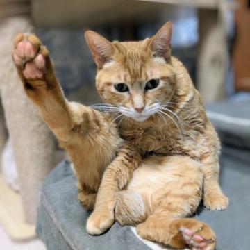 猫 × 茶トラの里親募集一覧｜ハグー -みんなのペット里親情報