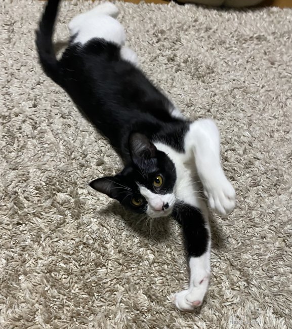 猫の里親募集】兵庫県・雑種・テレビにも出演！白靴下の白黒ハチワレ