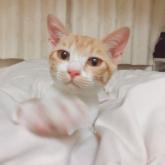 雑種
