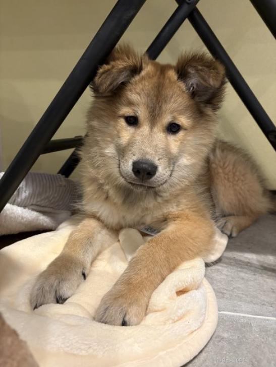 犬の里親募集】東京都・雑種・ナナちゃん（ID:2603-00039）｜ハグー