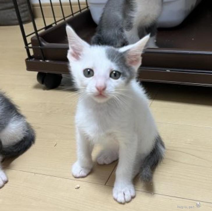 猫の里親募集】山口県・雑種・マサ（ID:2606-01533）｜ハグー