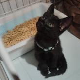 雑種