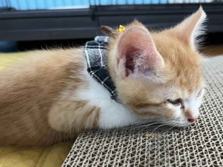 猫の里親募集】山口県・雑種・タレ目のこまった顔のこまくん（ID:2507