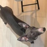 イタリアングレーハウンド