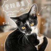 雑種