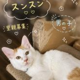 雑種