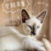 雑種