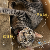 雑種