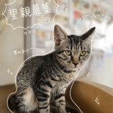 雑種