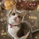 雑種
