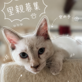 雑種