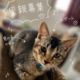 雑種