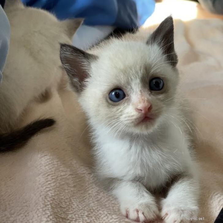 猫の里親募集】香川県・雑種・青い瞳がかわいいシャム猫風子猫（ID