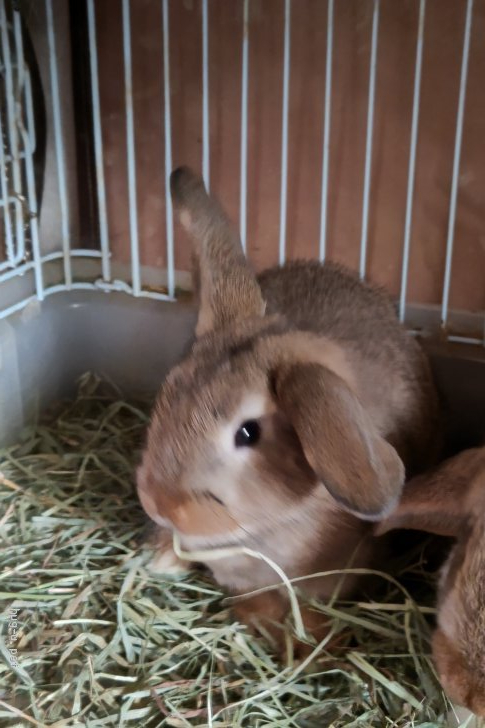 小動物の里親募集 神奈川県 ウサギ 2ヶ月のうさぎです 里親さんを探しています 宜しく Id 21 ハグー みんなのペット里親情報