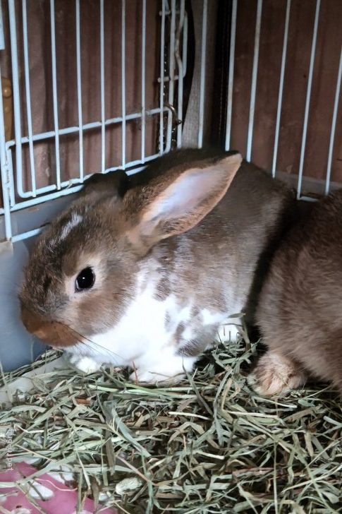 小動物の里親募集 神奈川県 ウサギ 2ヶ月のうさぎです 里親さんを探しています 宜しく Id 21 ハグー みんなのペット里親情報