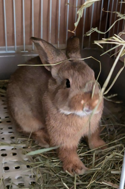 小動物の里親募集 神奈川県 ウサギ 2ヶ月のうさぎです 里親さんを探しています 宜しく Id 21 ハグー みんなのペット里親情報