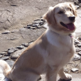 ゴールデンレトリバー