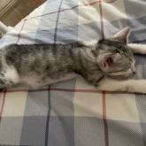 雑種