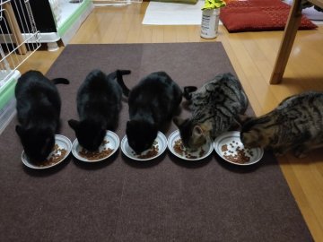 三重県で犬 猫の里親を探す保護活動者特集４ 2ページ目 みんなのペットライフ