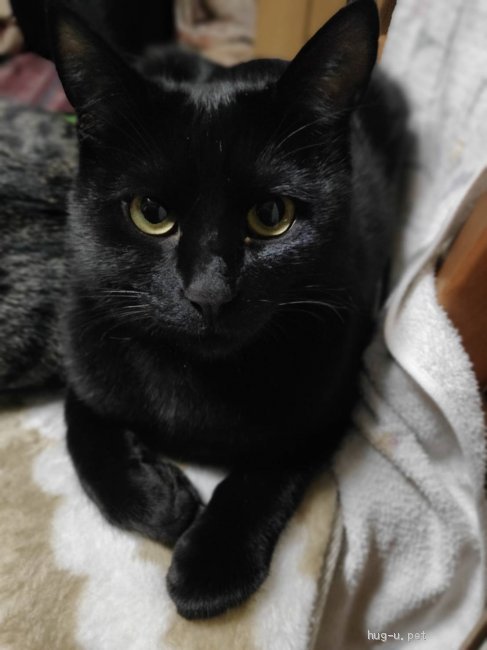 猫の里親募集】大阪府・雑種・ベルベットのようなツヤツヤ毛並み 黒猫