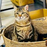 雑種