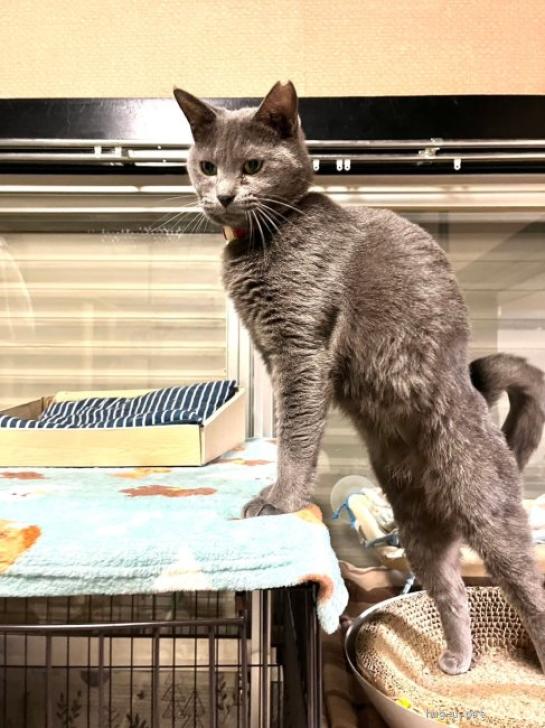 pet_img_5_ig04pye7sfte.jpg